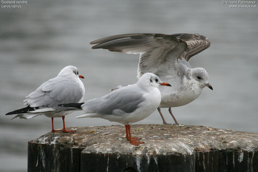 Common Gull