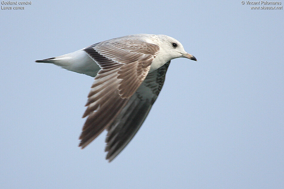 Common GullFirst year