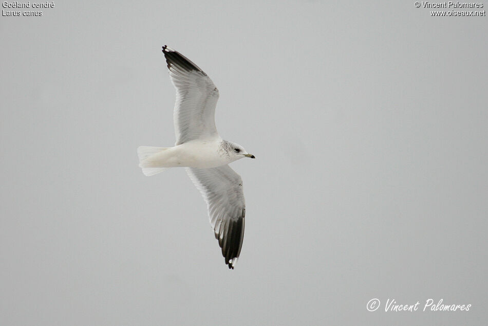 Common GullThird  year