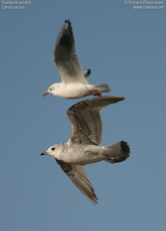 Common GullSecond year