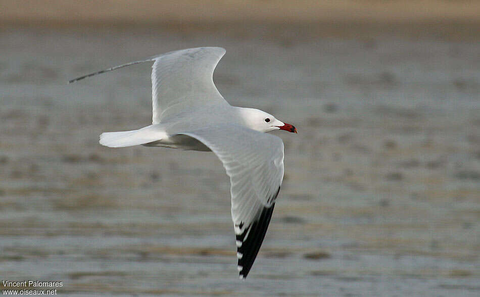 Audouin's Gulladult, Flight