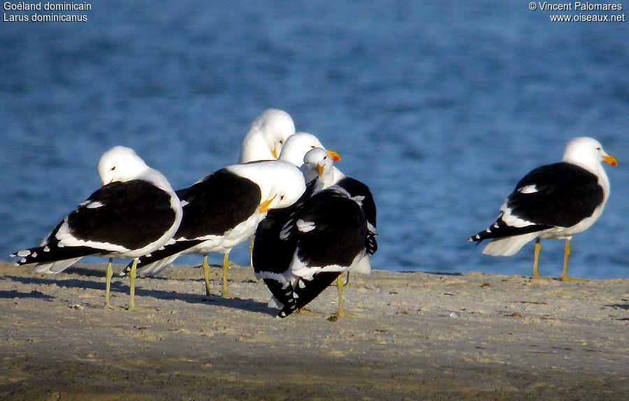 Kelp Gull