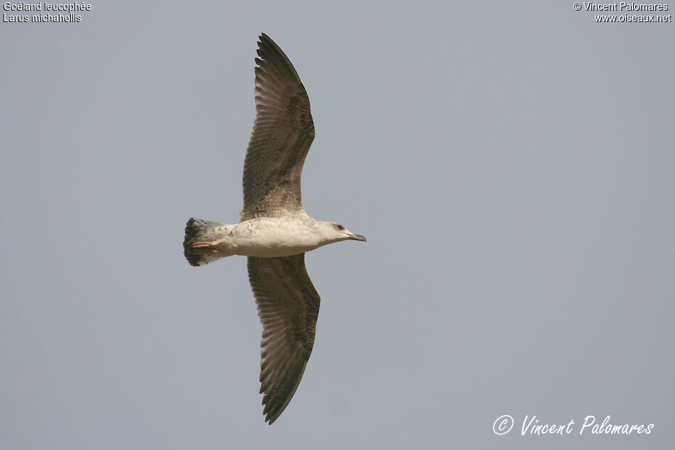 Yellow-legged GullFirst year