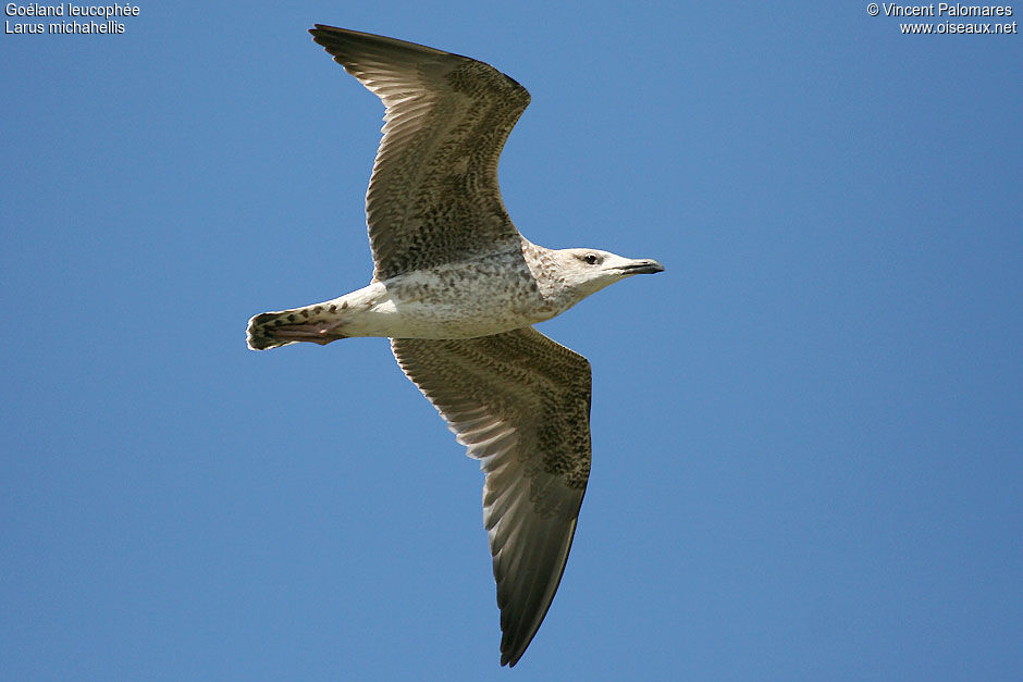 Yellow-legged GullFirst year