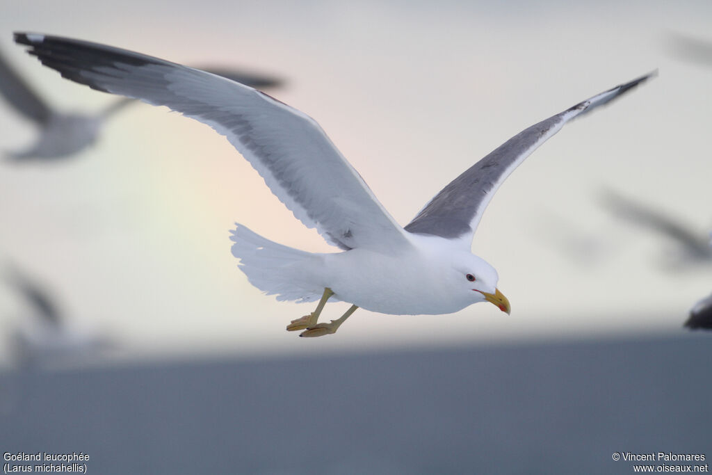Yellow-legged Gulladult, Flight