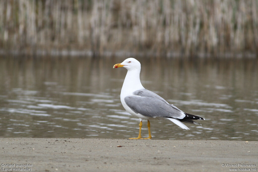Yellow-legged Gull