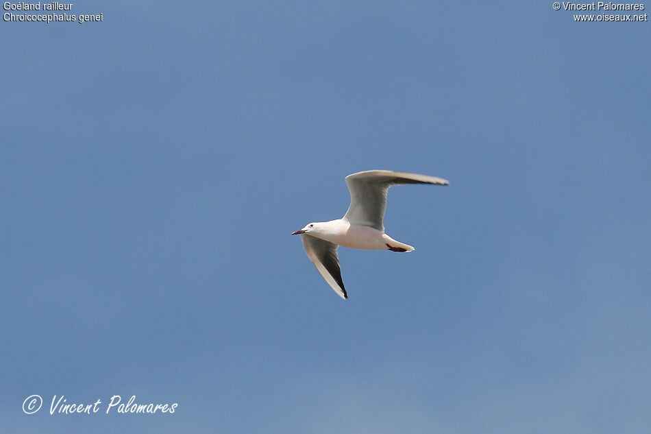 Slender-billed Gulladult breeding