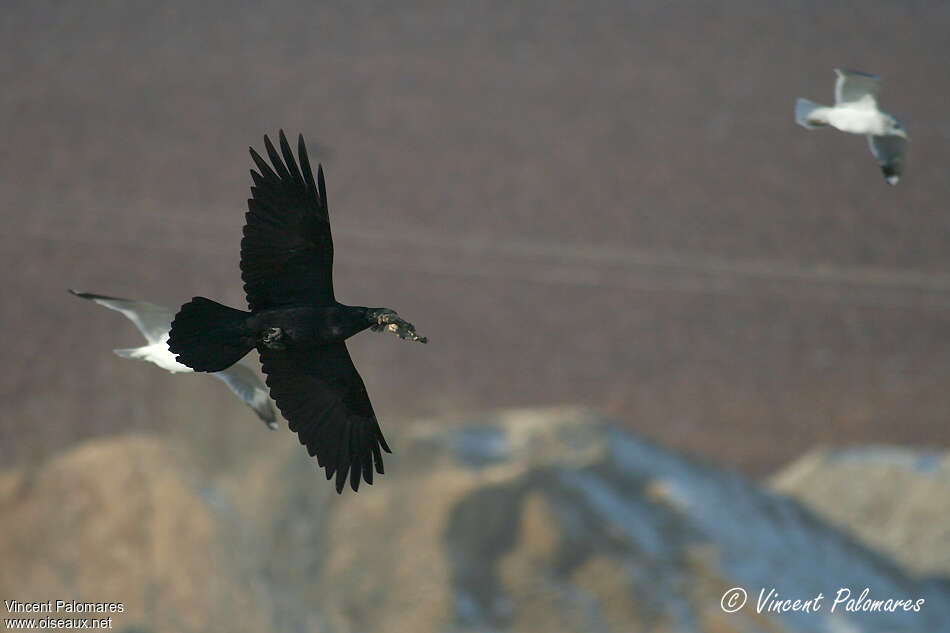 Grand Corbeau, pêche/chasse