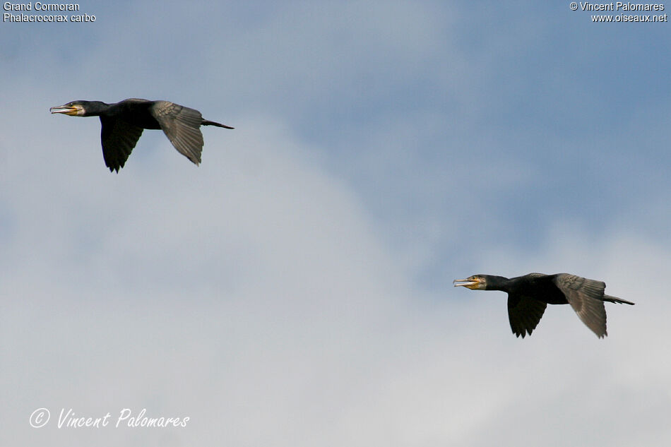 Great Cormorantadult