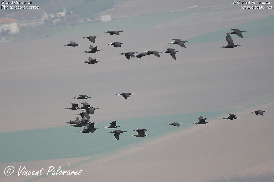 Great Cormorant