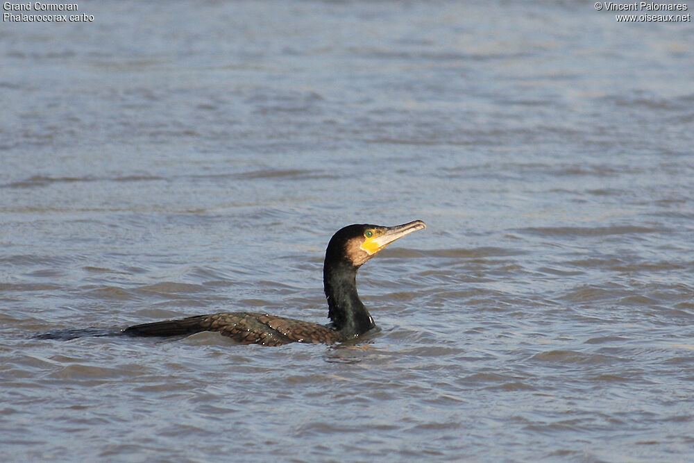 Great Cormorant