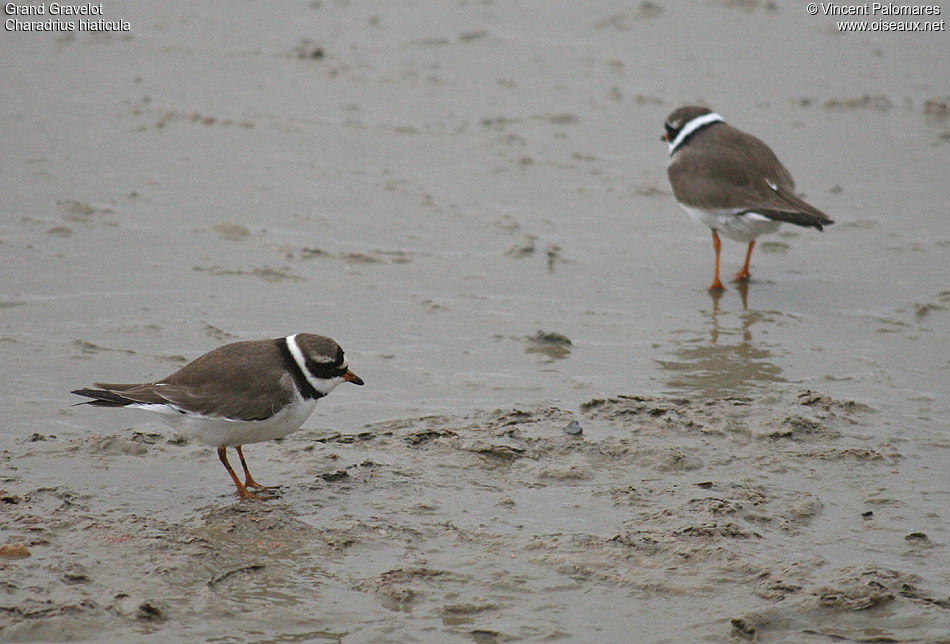 Common Ringed Plover