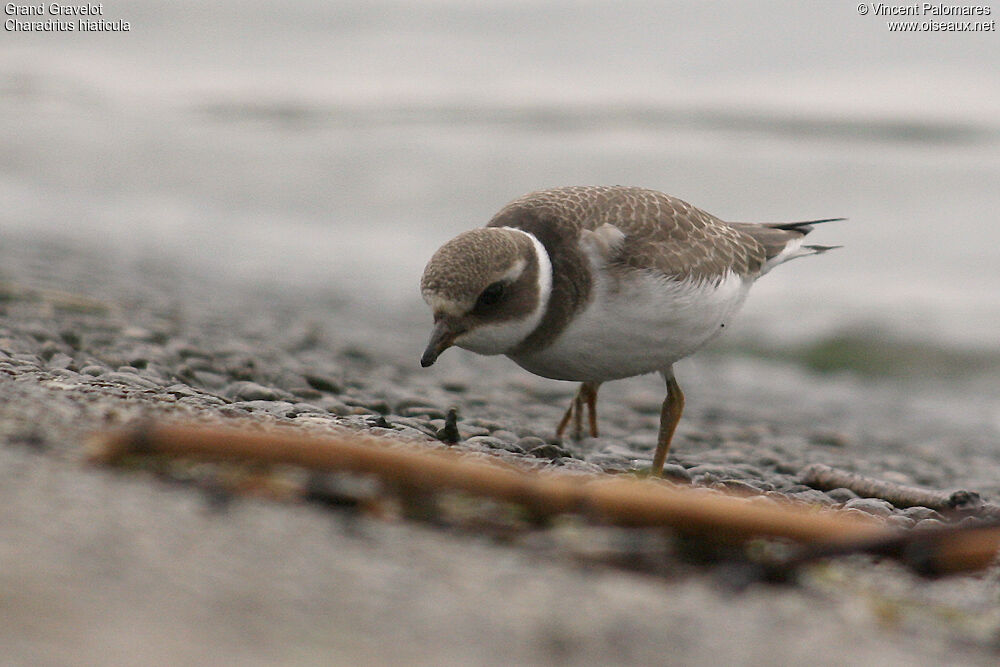 Common Ringed Plover
