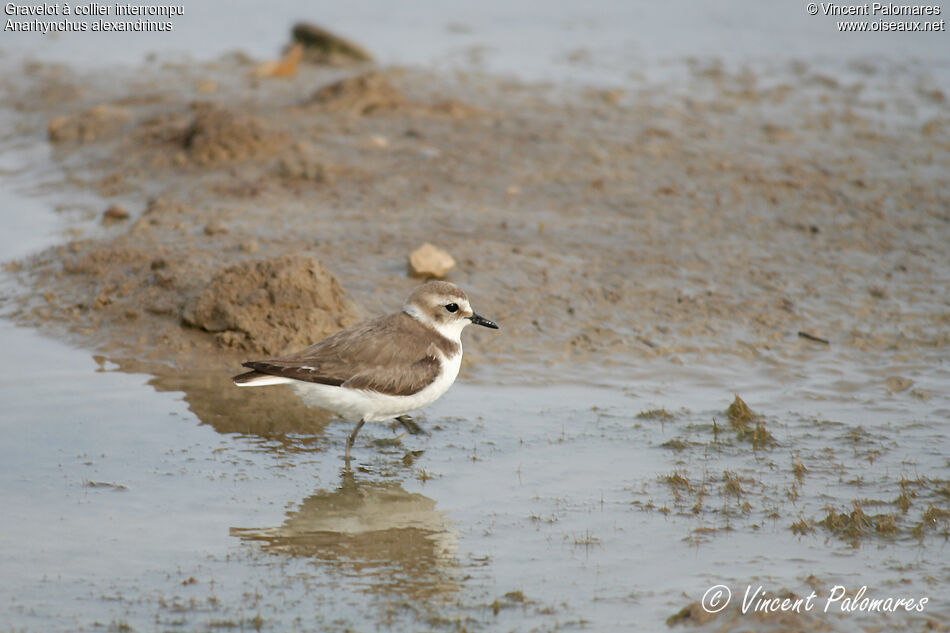 Kentish Plover