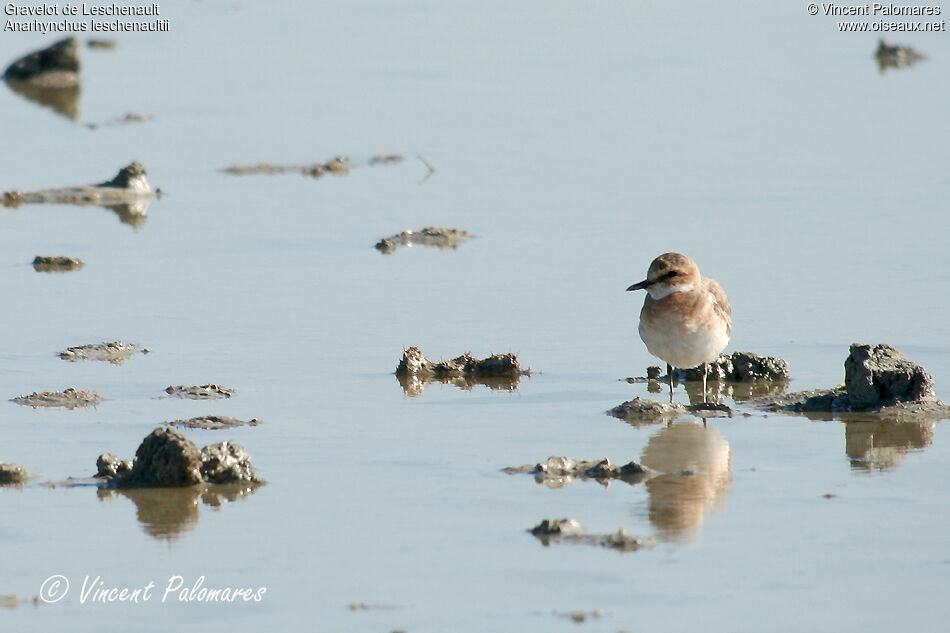 Greater Sand Plover