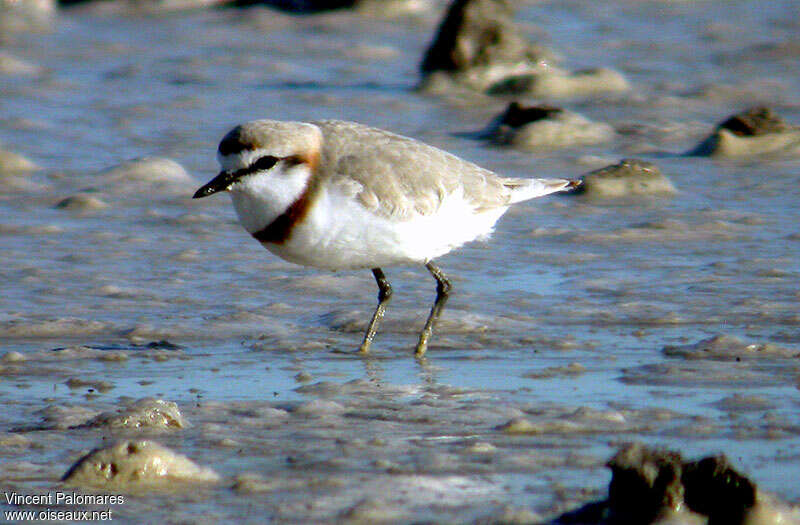 Chestnut-banded Plover male adult, identification