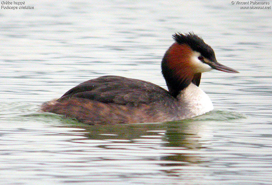 Great Crested Grebe