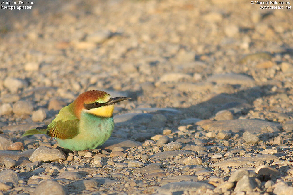 European Bee-eater