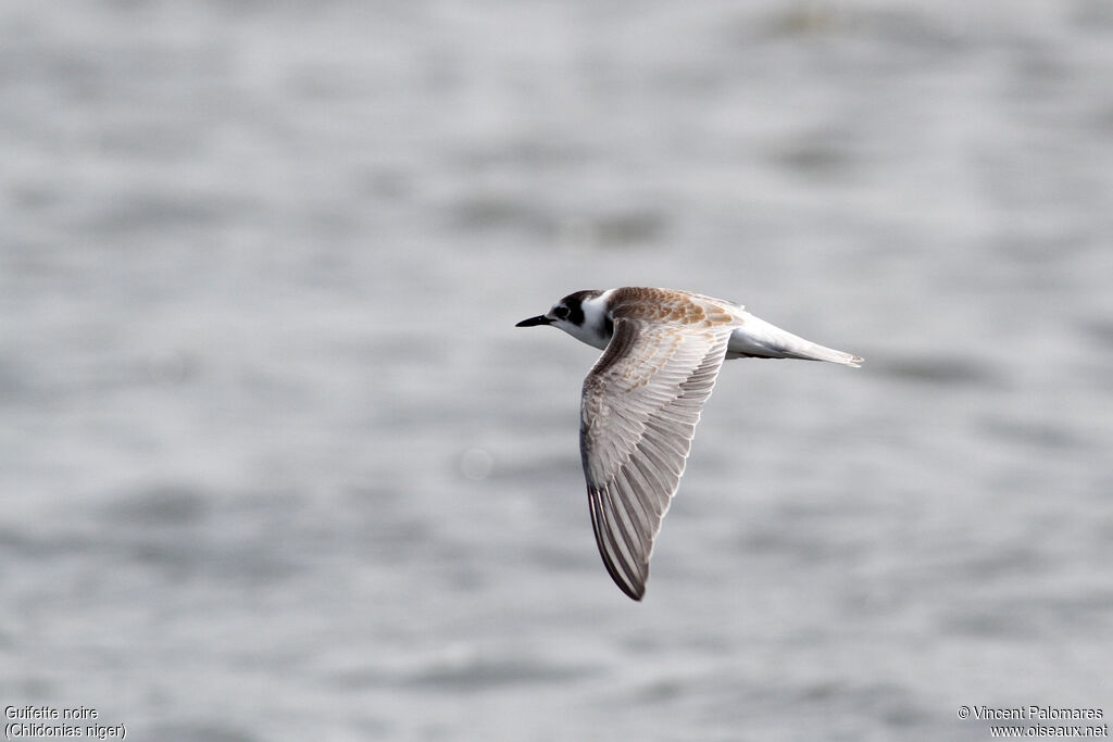 Black Ternjuvenile, Flight