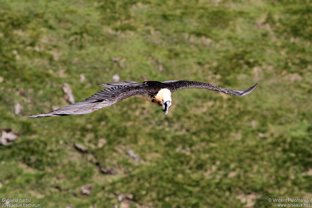 Bearded Vultureadult, Flight