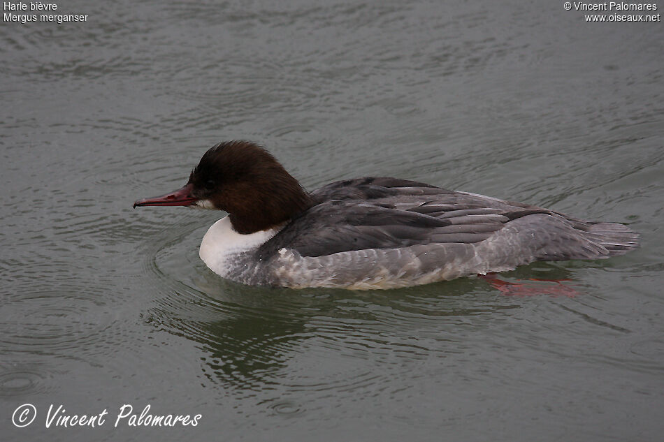 Common Merganser