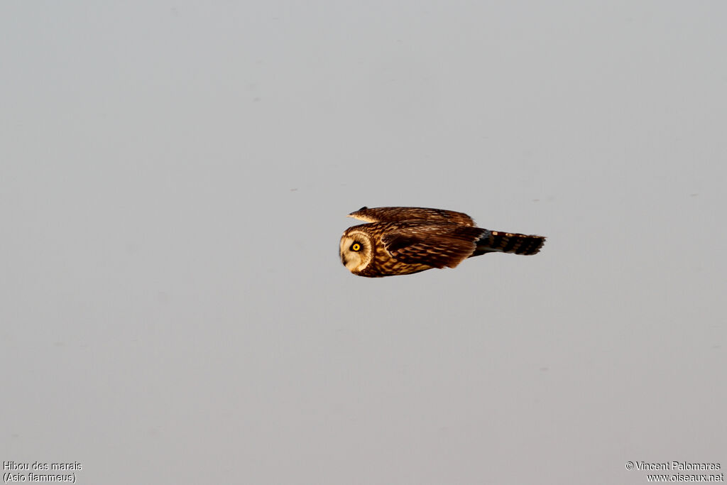 Short-eared Owl, Flight