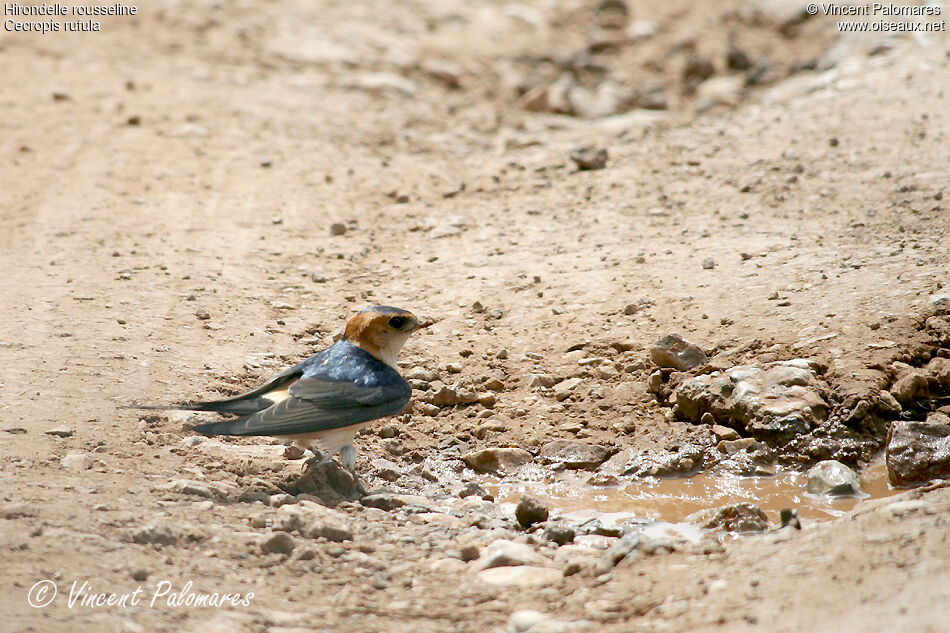 European Red-rumped Swallowadult