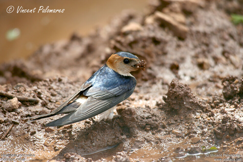 European Red-rumped Swallowadult, Reproduction-nesting