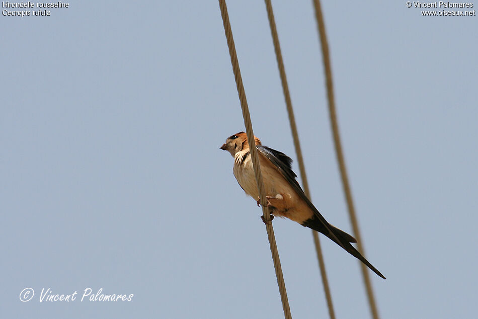 European Red-rumped Swallowadult