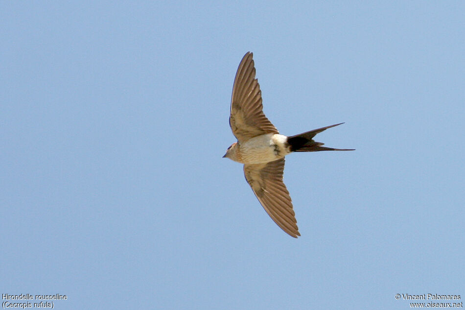 European Red-rumped Swallow