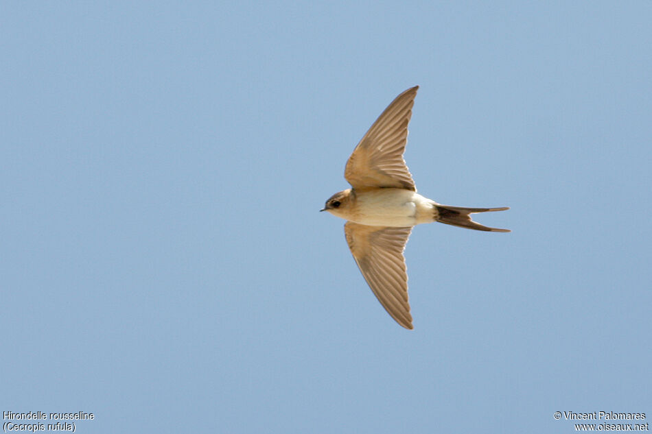 European Red-rumped Swallow