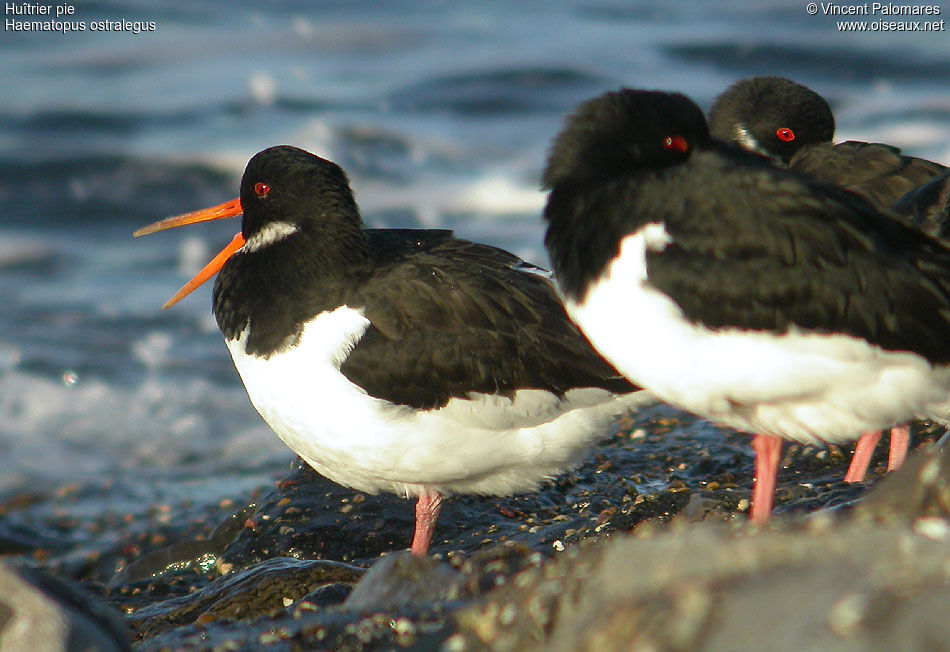 Eurasian Oystercatcher