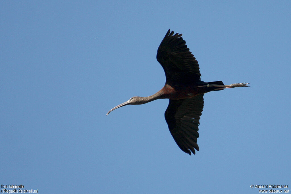 Ibis falcinelle