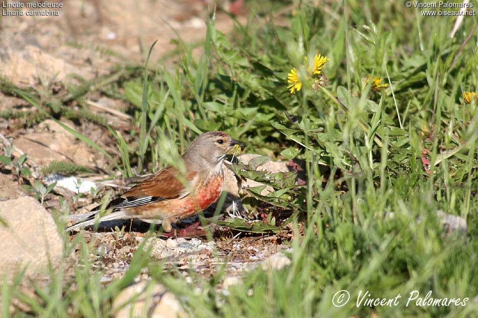 Common Linnet male adult, feeding habits