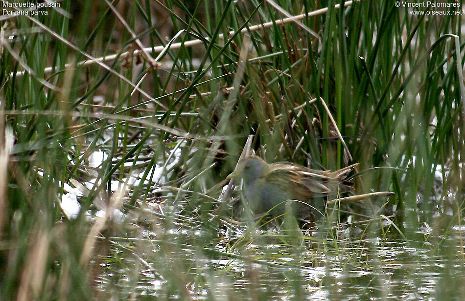 Little Crake male