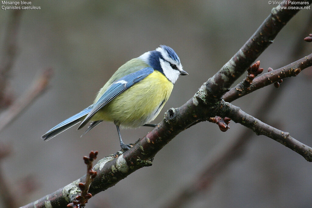 Mésange bleue