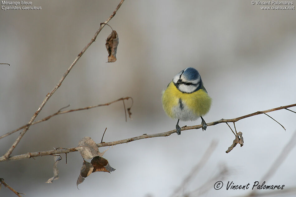 Eurasian Blue Tit