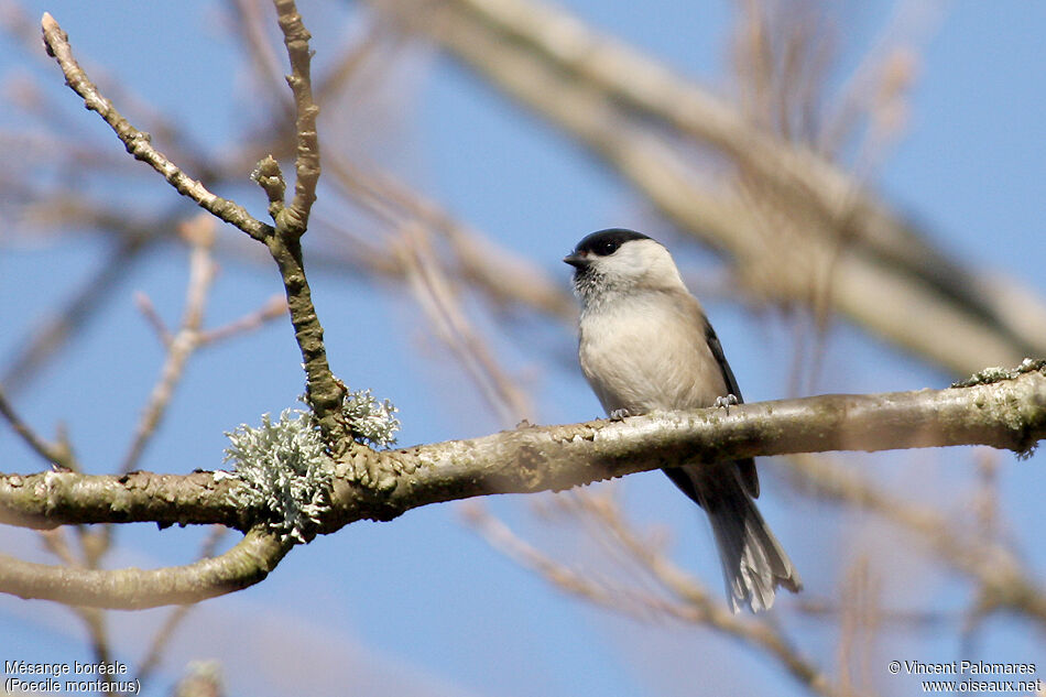 Willow Tit