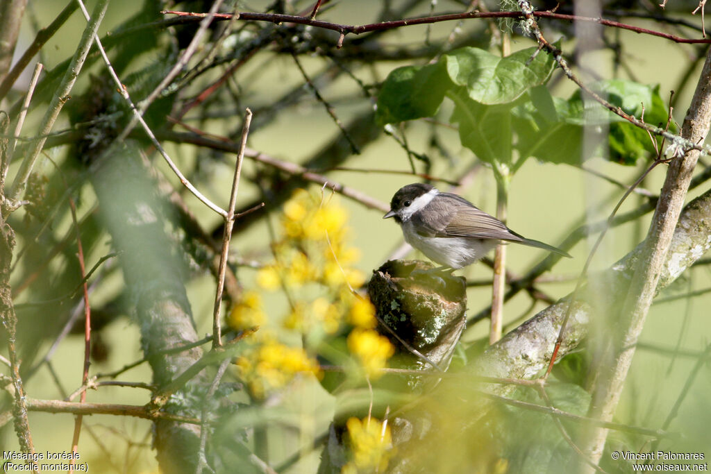 Mésange boréale