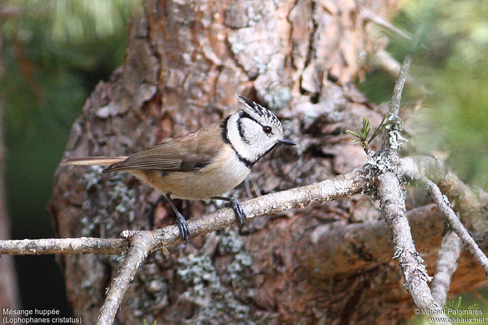 Mésange huppée