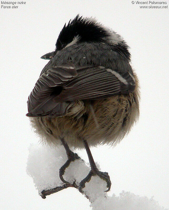 Mésange noire