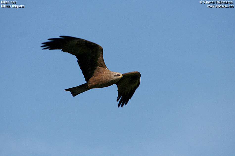 Black Kite