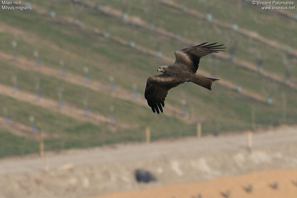 Black Kite