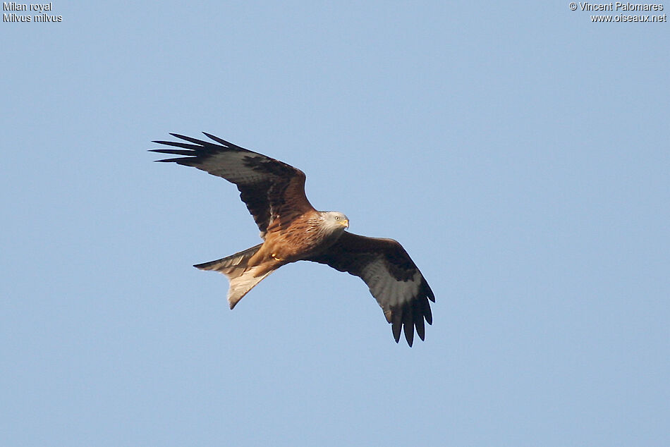 Red Kite