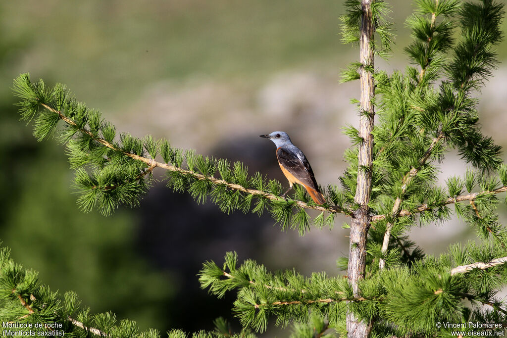 Common Rock Thrush male