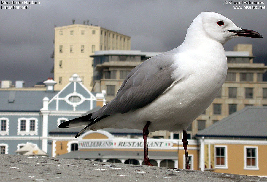 Mouette de Hartlaub