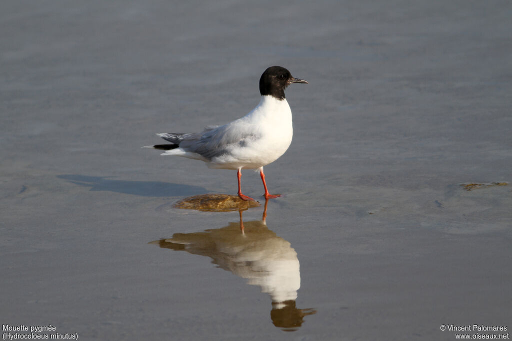Mouette pygméeadulte