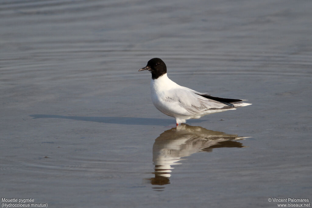 Mouette pygméeadulte