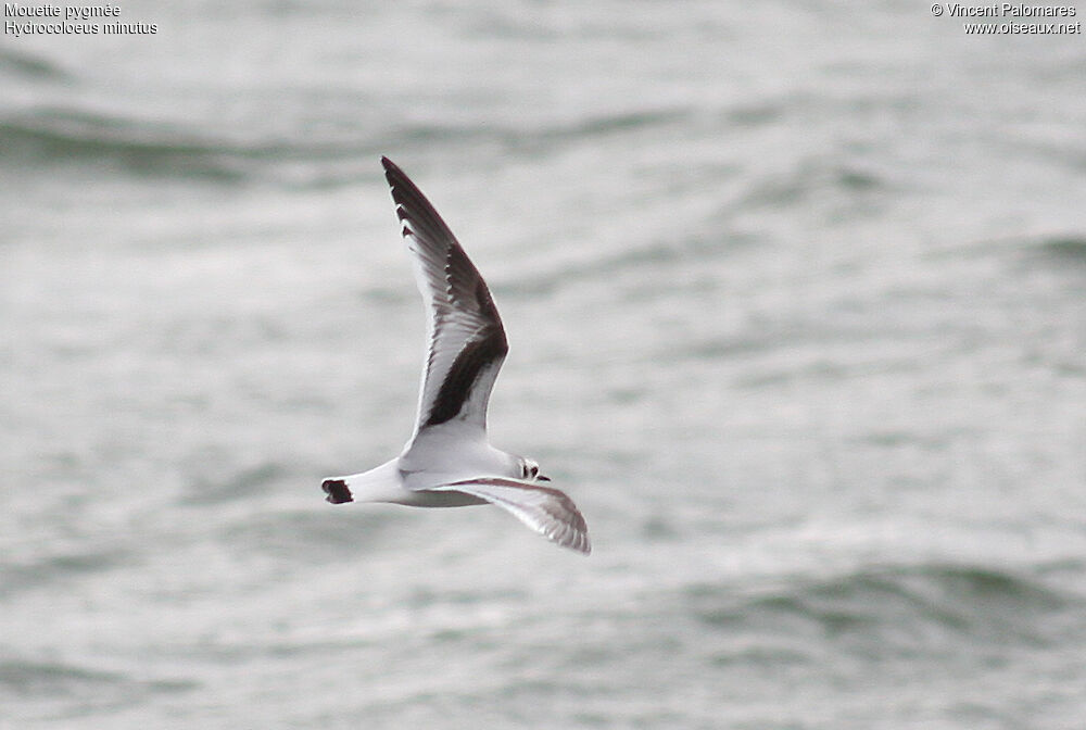 Mouette pygmée