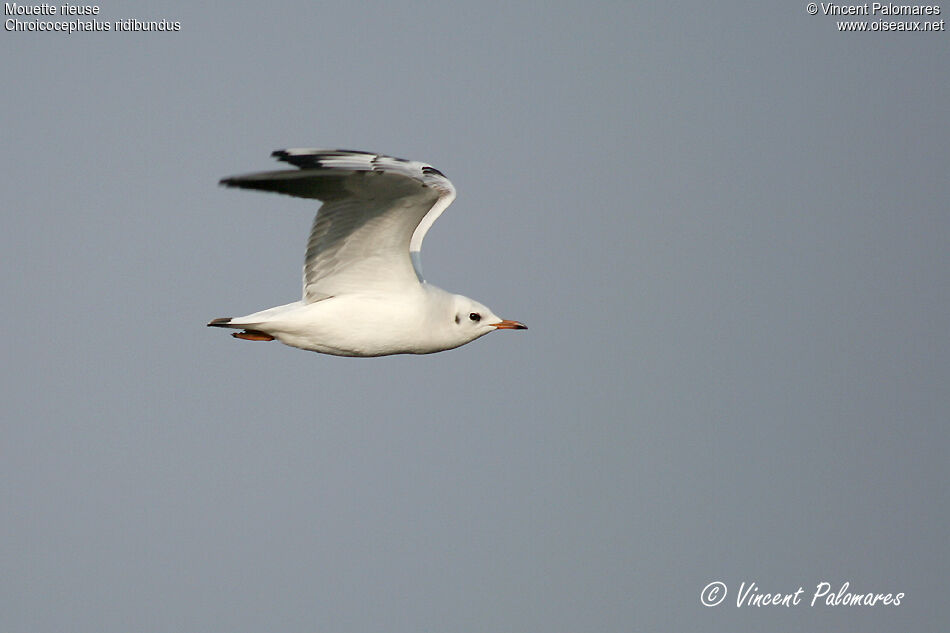 Black-headed GullSecond year